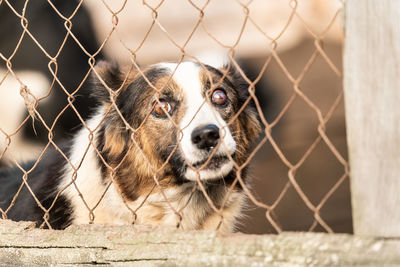 Portrait of dog seen through chainlink fence