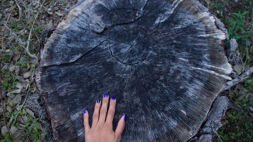 Cropped hand of woman touching tree stump