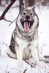 Close-up of dog on snow field