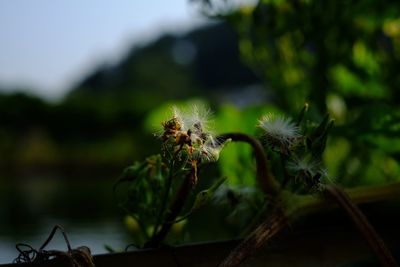 Close-up of flowers against blurred background