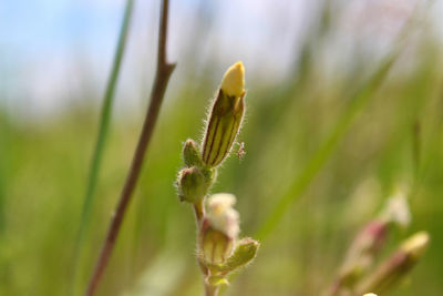 Closeup of small bud in a meadow