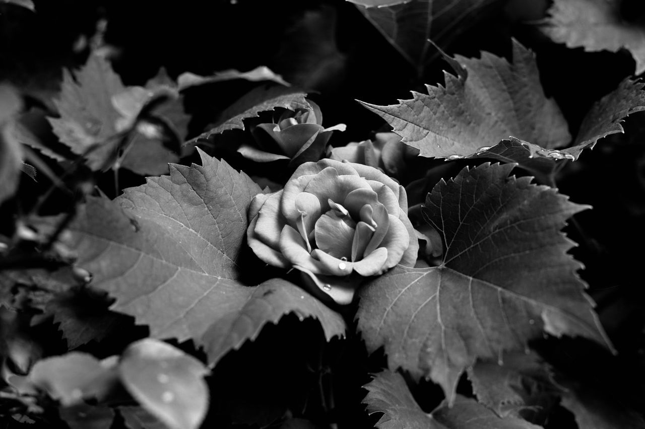 leaf, plant part, plant, beauty in nature, growth, close-up, freshness, nature, flower, no people, vulnerability, flowering plant, fragility, petal, day, selective focus, focus on foreground, flower head, inflorescence, outdoors, leaves