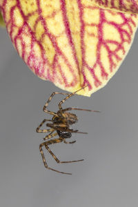 Close-up of spider on white background