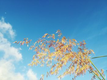 Low angle view of flowering tree against blue sky