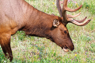 Side view of an elk head and antlers.