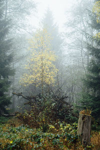 Trees in forest during foggy weather