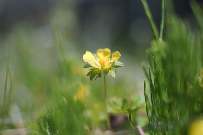 Close-up of yellow flower blooming outdoors