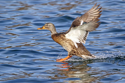 Duck with spread wings in lake