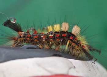 Close-up of caterpillar with water drops 