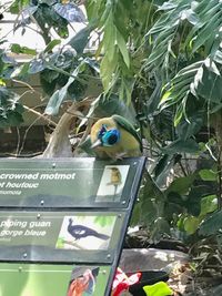 View of bird perching on plant