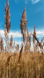 Close-up of stalks in field against sky