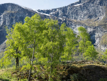 Spring in a norwegian fjord