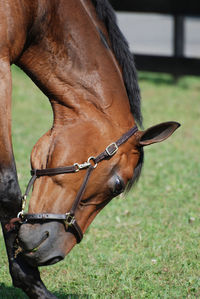 Gorgeous bay horse itching his nose on his front flag.