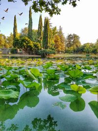 Lotus water lily in lake against sky