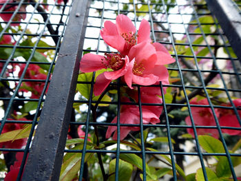 Close-up of pink flowering plants