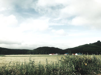 Scenic view of field against sky