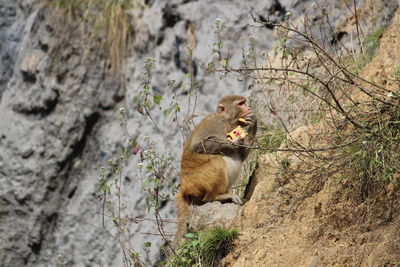 Monkey sitting on rock