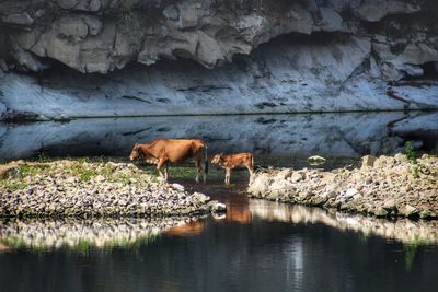 View of horse drinking water from rock