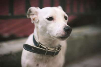 Close-up of dog looking away