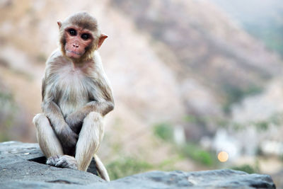 Monkey sitting on rock at temple