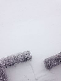 Trees growing on snow covered landscape