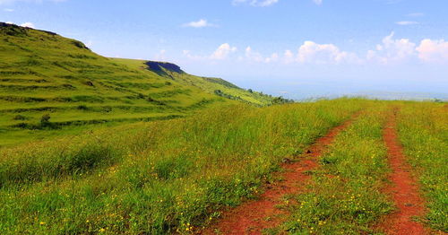 Scenic view of agricultural field against sky