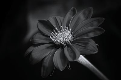 Macro shot of daisy flower