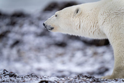 Close-up of polar bear head and leg