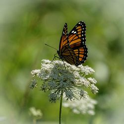 Close-up of butterfly pollinating on flower