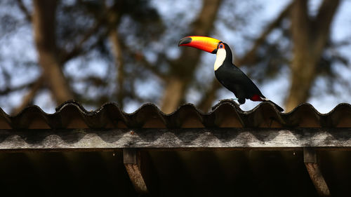 Low angle view of bird perching on railing