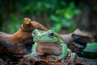 A cute white tree frog perched on the wet rotten wood