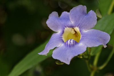 Close-up of purple flower
