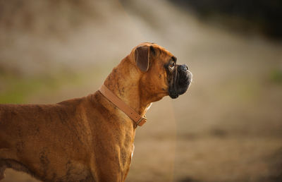 Close-up of dog standing outdoors