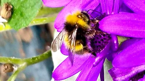 Close-up of bee pollinating on purple flower