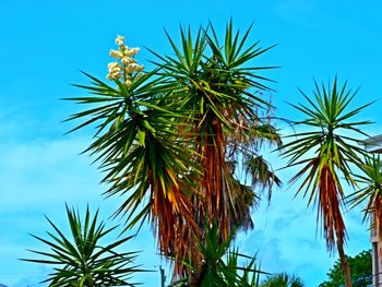 Low angle view of palm trees against blue sky