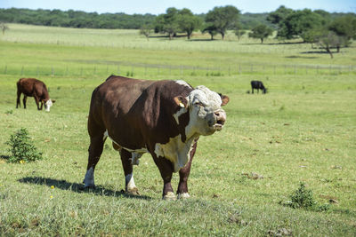 Cows grazing on field