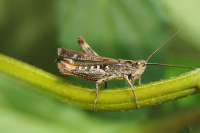 Close-up of insect on leaf