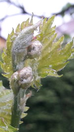 Close-up of wet leaf floating on water