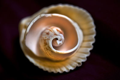 Close-up of shell on table