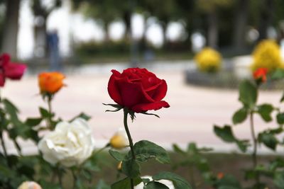 Close-up of red flower blooming outdoors