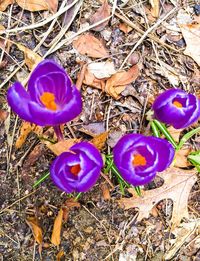 Close-up of purple flowers blooming in field