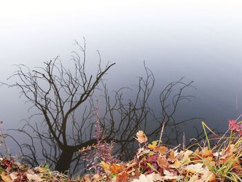 Tree by lake against sky during autumn