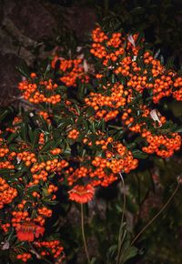 Close-up of orange flowers