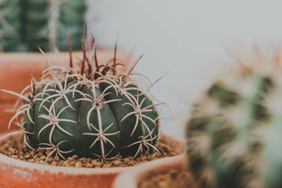 Close-up of cactus plant