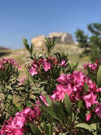 plant