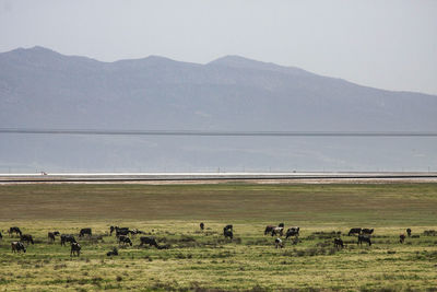 Flock of sheep grazing on landscape against clear sky