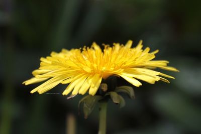Close-up of yellow flower blooming outdoors