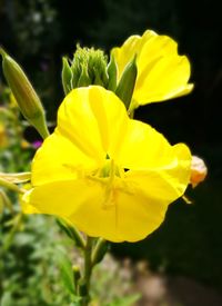 Close-up of insect on yellow flower