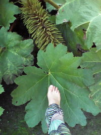 Low section of person with leaves