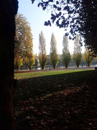 Trees on field against sky during autumn